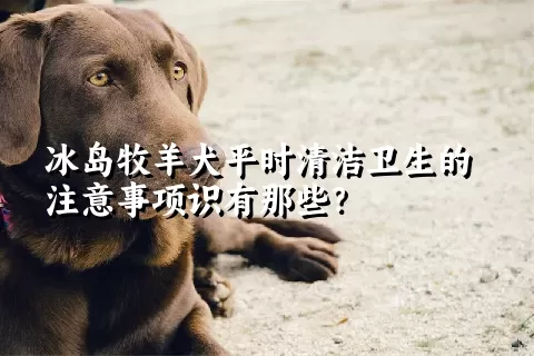 冰岛牧羊犬平时清洁卫生的注意事项识有那些？ 