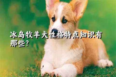 冰岛牧羊犬性格特点知识有那些？