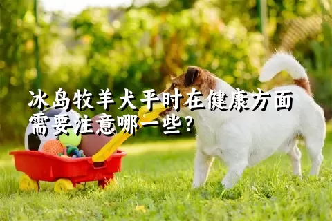 冰岛牧羊犬平时在健康方面需要注意哪一些？