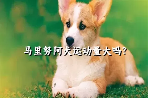 马里努阿犬运动量大吗？