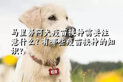 马里努阿犬疫苗接种需要注意什么？有哪些疫苗接种的知识？