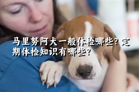 马里努阿犬一般体检哪些？定期体检知识有哪些？