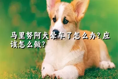 马里努阿犬晕车了怎么办？应该怎么做？