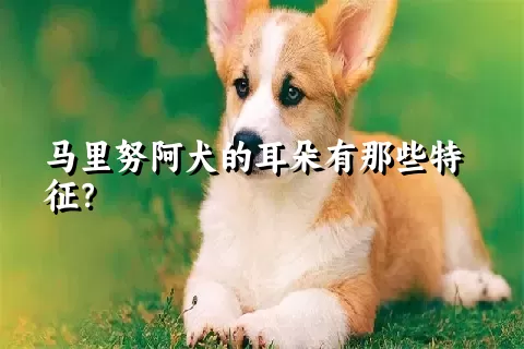 马里努阿犬的耳朵有那些特征？