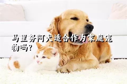 马里努阿犬适合作为家庭宠物吗？