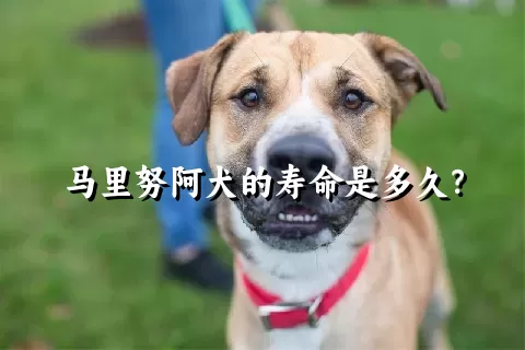 马里努阿犬的寿命是多久？