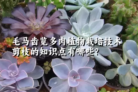 毛马齿览多肉植物栽培技术剪枝的知识点有哪些？