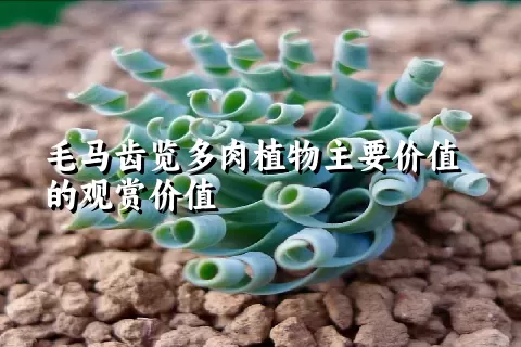 毛马齿览多肉植物主要价值的观赏价值