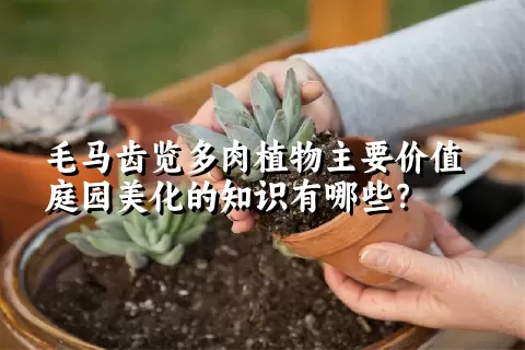 毛马齿览多肉植物主要价值庭园美化的知识有哪些？