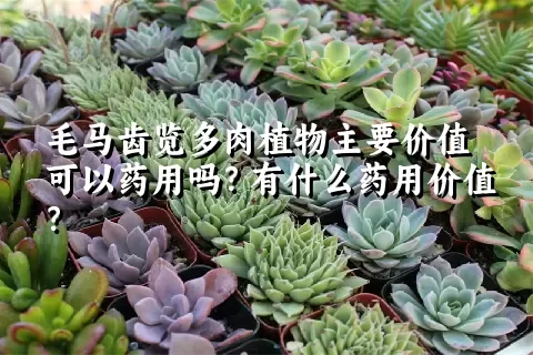 毛马齿览多肉植物主要价值可以药用吗？有什么药用价值？