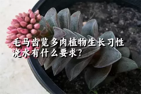 毛马齿览多肉植物生长习性浇水有什么要求？	