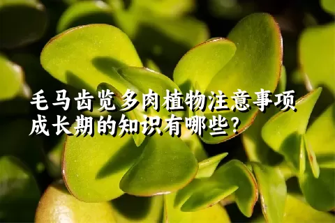 毛马齿览多肉植物注意事项成长期的知识有哪些？ 