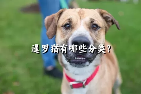 暹罗猫有哪些分类？