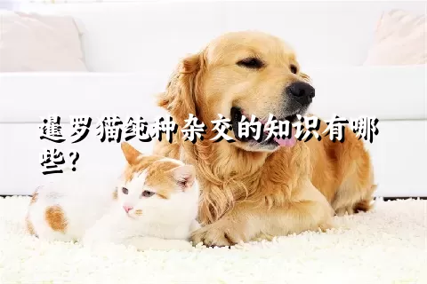 暹罗猫纯种杂交的知识有哪些？ 