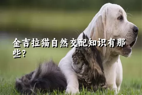 金吉拉猫自然交配知识有那些？