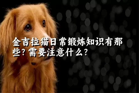 金吉拉猫日常锻炼知识有那些？需要注意什么？