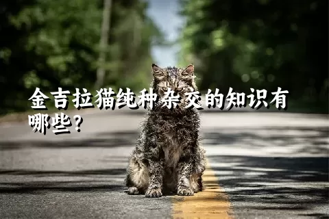 金吉拉猫纯种杂交的知识有哪些？ 