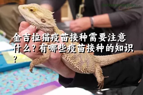 金吉拉猫疫苗接种需要注意什么？有哪些疫苗接种的知识？