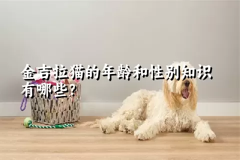 金吉拉猫的年龄和性别知识有哪些？