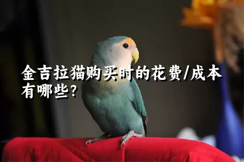 金吉拉猫购买时的花费/成本有哪些？