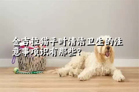 金吉拉猫平时清洁卫生的注意事项识有那些？ 