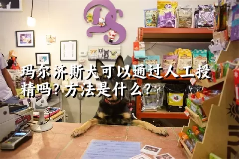 玛尔济斯犬可以通过人工授精吗？方法是什么？