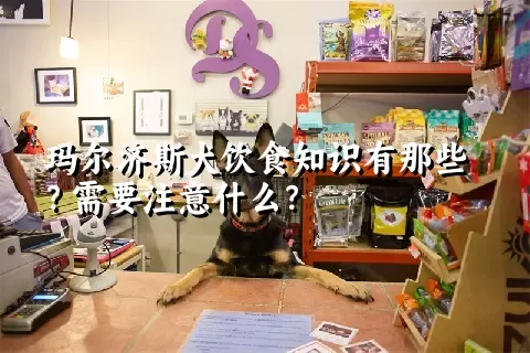 玛尔济斯犬饮食知识有那些？需要注意什么？