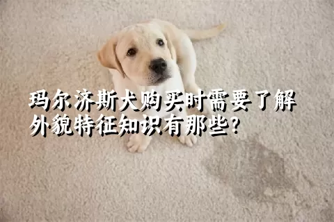 玛尔济斯犬购买时需要了解外貌特征知识有那些？  