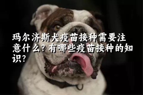 玛尔济斯犬疫苗接种需要注意什么？有哪些疫苗接种的知识？