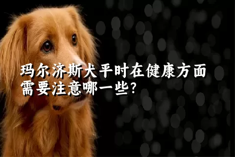 玛尔济斯犬平时在健康方面需要注意哪一些？