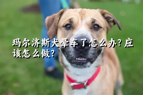 玛尔济斯犬晕车了怎么办？应该怎么做？