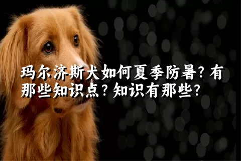 玛尔济斯犬如何夏季防暑？有那些知识点？知识有那些？