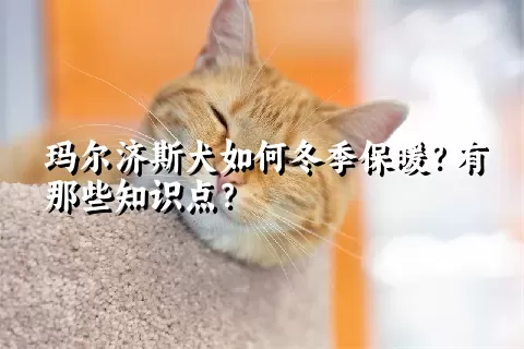 玛尔济斯犬如何冬季保暖？有那些知识点？