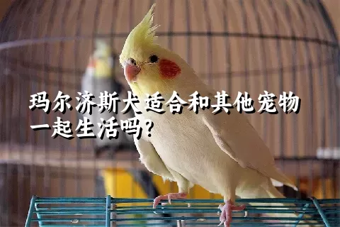 玛尔济斯犬适合和其他宠物一起生活吗？