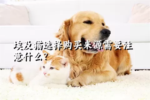 埃及猫选择购买来源需要注意什么？ 