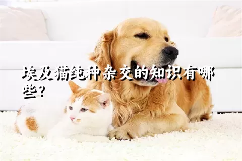 埃及猫纯种杂交的知识有哪些？ 