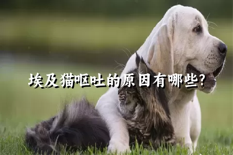 埃及猫呕吐的原因有哪些?