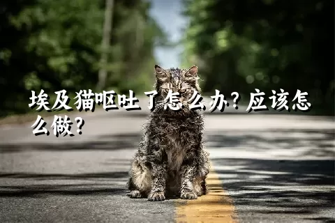 埃及猫呕吐了怎么办？应该怎么做？