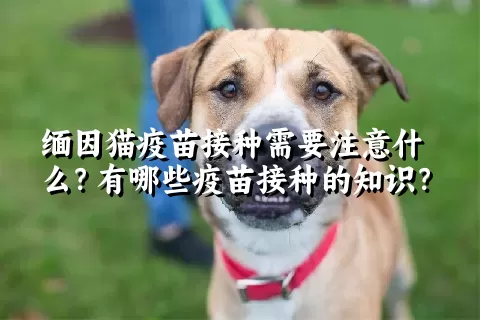 缅因猫疫苗接种需要注意什么？有哪些疫苗接种的知识？