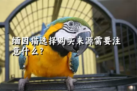 缅因猫选择购买来源需要注意什么？ 