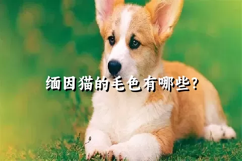 缅因猫的毛色有哪些？