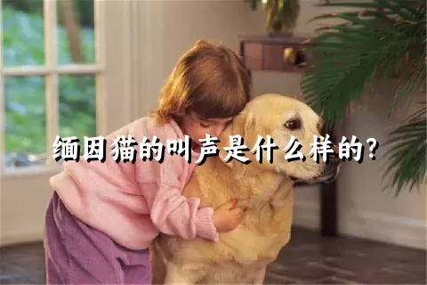 缅因猫的叫声是什么样的？