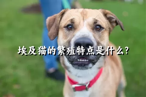 埃及猫的繁殖特点是什么?