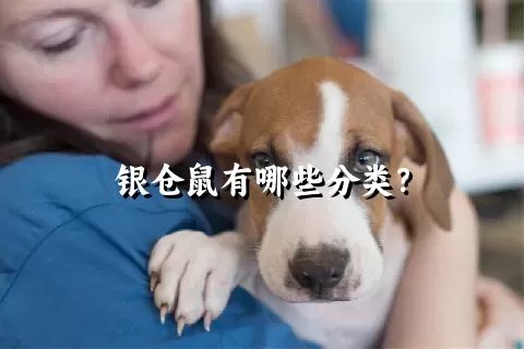 银仓鼠有哪些分类？