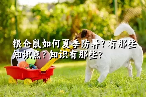 银仓鼠如何夏季防暑？有那些知识点？知识有那些？