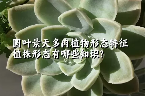 圆叶景天多肉植物形态特征植株形态有哪些知识？