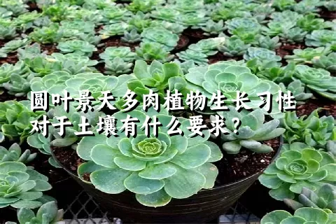 圆叶景天多肉植物生长习性对于土壤有什么要求？	