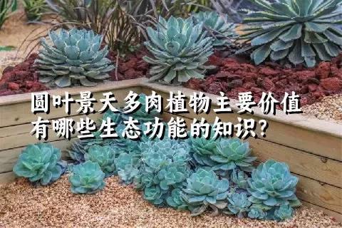 圆叶景天多肉植物主要价值有哪些生态功能的知识？