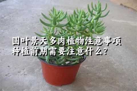 圆叶景天多肉植物注意事项种植前期需要注意什么？ 