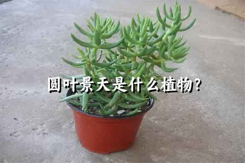 圆叶景天是什么植物？